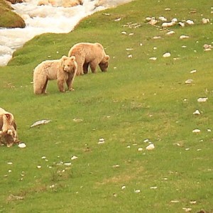 медведи на траве у горного ручья