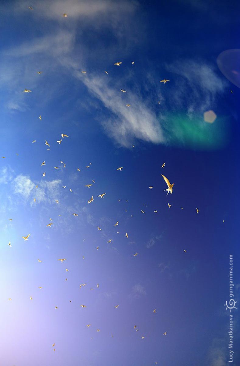 белые птицы на синем небе