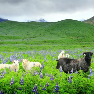 овцы Исландии