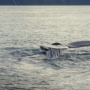 хвостовой плавник кита