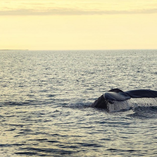 Хвост кита. Хусавик. Исландия.