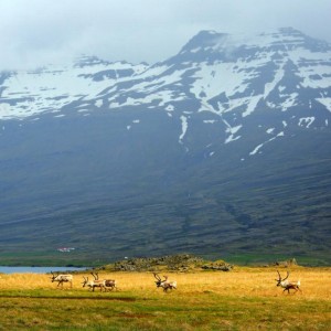 Исландия олени на фоне гор