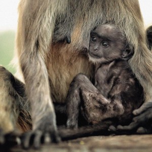 малыш обезьяны