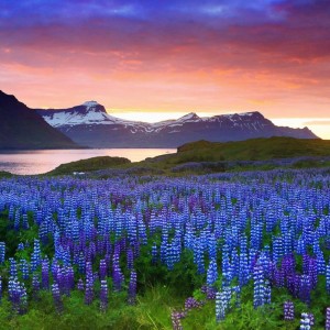 поле люпинов в Исландии