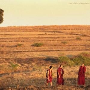 тибетские монахи гуляют по полю в Индии в 2013. Фото Люся Маратканова