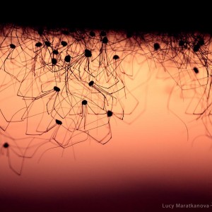 пауки сцепились друг с другом. Фото Люся Маратканова