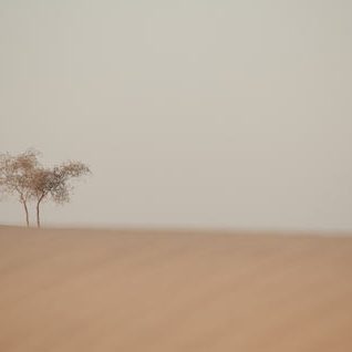 дерево в песках пустыни Пакистана. Фото Люся Маратканова.