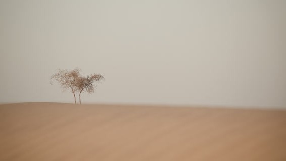 дерево в песках пустыни Пакистана. Фото Люся Маратканова.