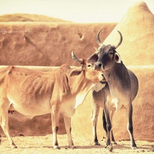 две коровы в пустыне Тар. Фото Люся Маратканова