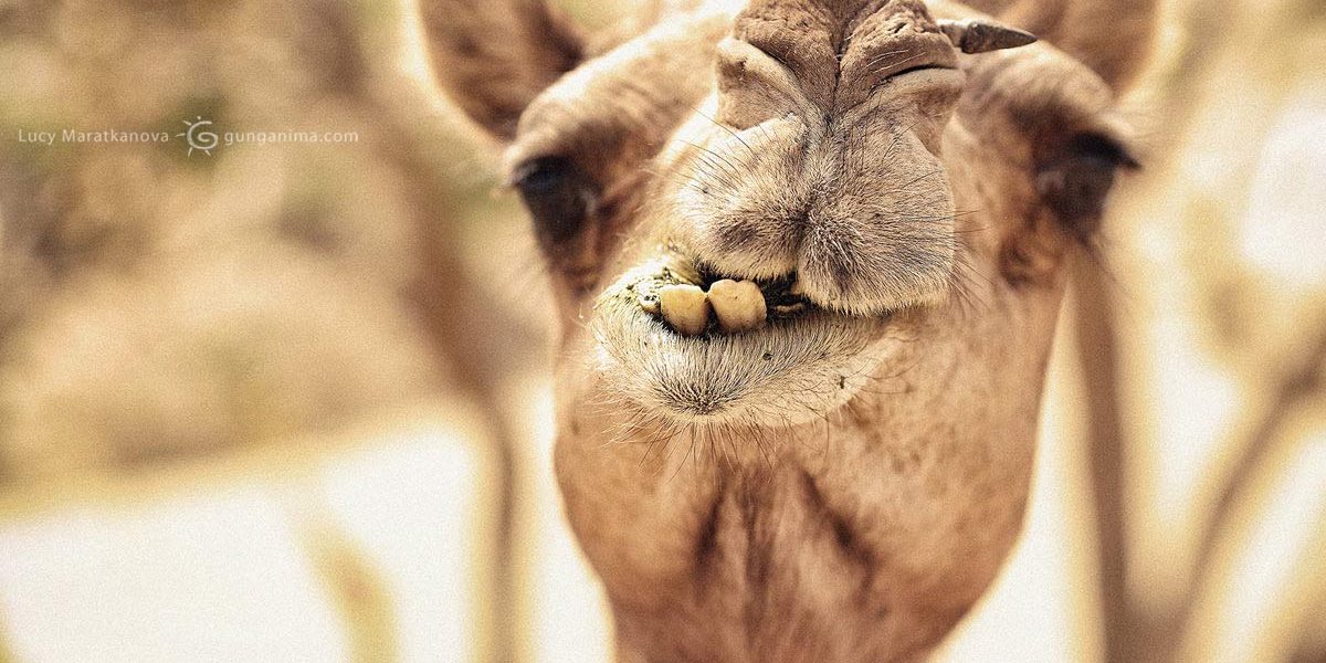 Верблюд с зубами крупным планом в пустыне Тар. Фото Люся Маратканова