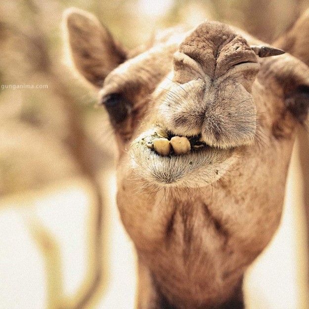 friendly camel in india in thar desert