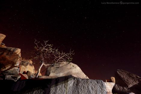 Камни, дерево ночью в Хампи. Фото Люси Мараткановой.