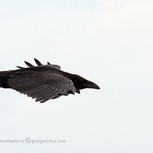 парящая птица ворона в небе над байкалом в россии