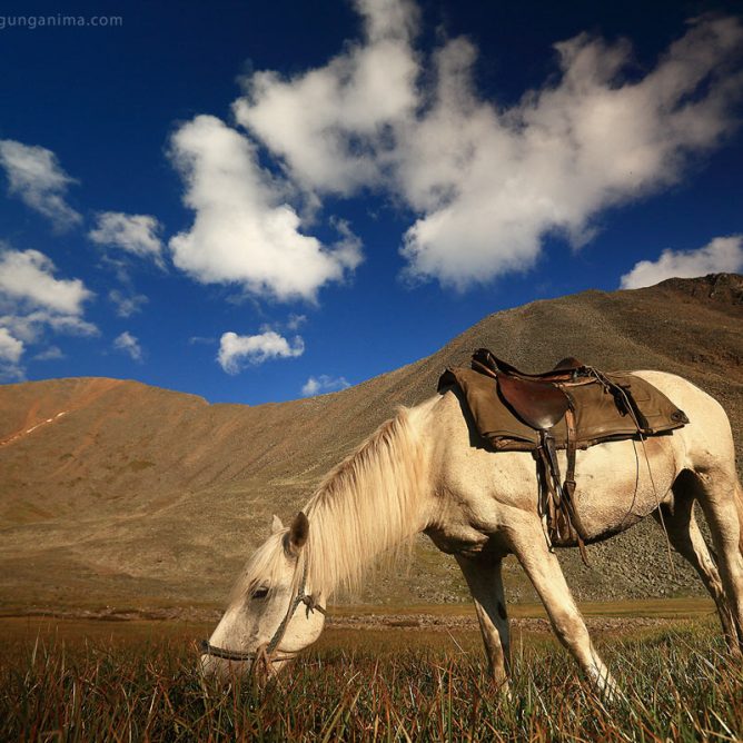 horse on the field in shumak pass in russia