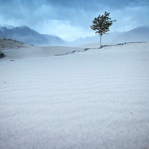 одинокое дерево в пустыне в пакистане