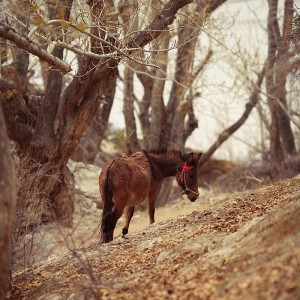 лошадь бродит в лесу в пакистане