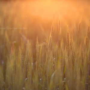пшеничное поле в индии в вдахармсале