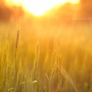 золотистая пшеница в индии под солнцем