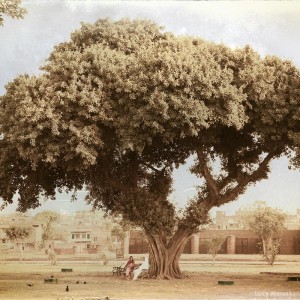 под сенью огромного дерева в пакистане