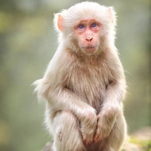 обезьяна альбинос в индии