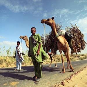 мужчины с верблюдами гружеными хворостом в пакистане