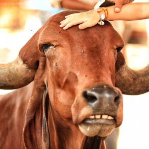 священные коровы в индии в варанаси