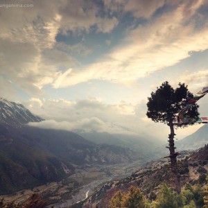 дерево на склоне горы в непале