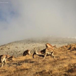 горные козы пасутся на лугу в горах непала