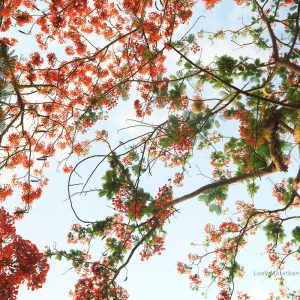 Цветение рыжей акации на Андаманских островах в Индии