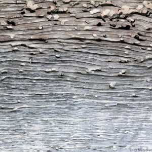 texture of bark of tree with gradient