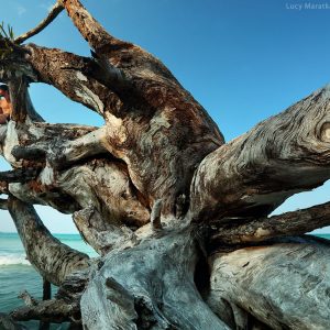 fallen dried tree in ocean in havelock in andaman islands in india