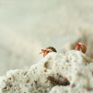 ракушки на острове хэвелок в андаманских островах в индии
