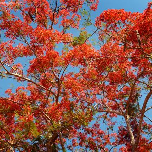 flowering tree on havelock island in andaman in india