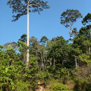 forest on havelock island in andaman in india