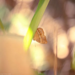 бабочка на андаманских островах в индии