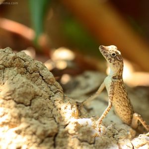 животные и рептилии острова хэвелок в андаманских островах в индии