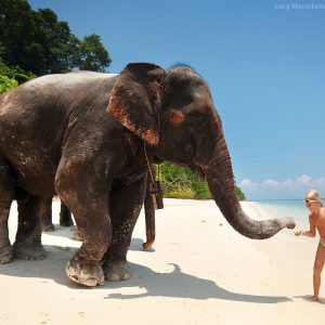 girl is feeding elefant from hands on the shore of havelock island in andaman in india