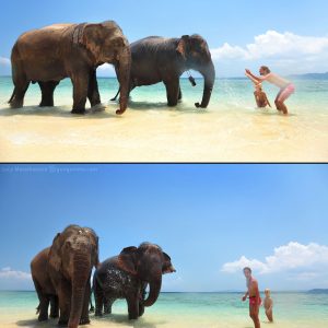 indian elefants in the sea on havelock island in india