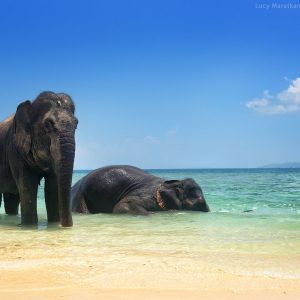 elefants are bathing in the sea on havelock island in andaman in india
