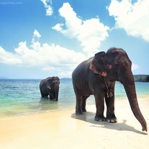 elefants in the sea on havelock island in andaman in india