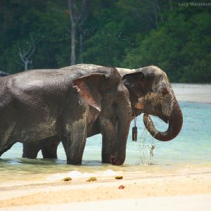 indian elefants on havelcok island in andaman in india