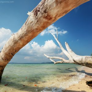 высохшие деревья на острове хэвелок в андаманских островах в индии