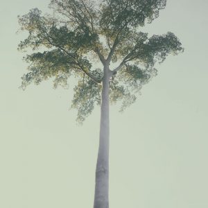 высокое дерево в джунглях острова хэвелок на андаманских островах в индии
