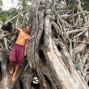roots of the dried fallen tree in andaman islands in india