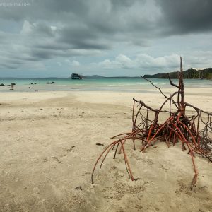dried tree on the desert shore of havelock island in andaman in india