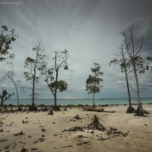trees on the shore of Havelock island in andaman in india