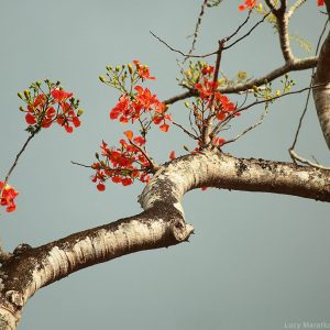 Дерево акации цветет на острове Нил в Андаманских островах в Индии