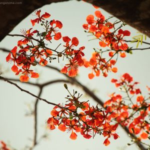 красная акация цветет на острове нил в андаманских островах в индии