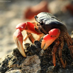Crab in andaman island in india