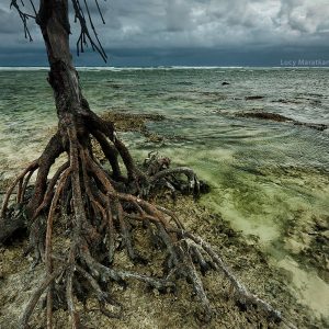 tree roots on the shore of neil island in andaman in india